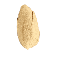 بادام درختی کاغذی فله 5 کیلویی
