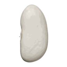 لوبیا سفید 5 کیلویی