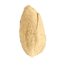 بادام درختی کاغذی فله 5 کیلویی