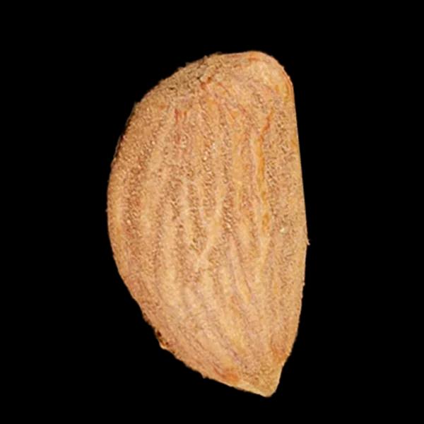 بادام درختی خام فله 5 کیلویی